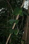Jateorhiza palmata
