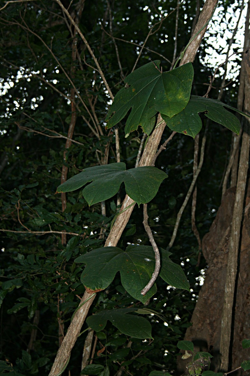 Jateorhiza palmata