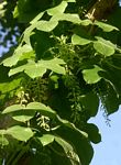 Jateorhiza palmata