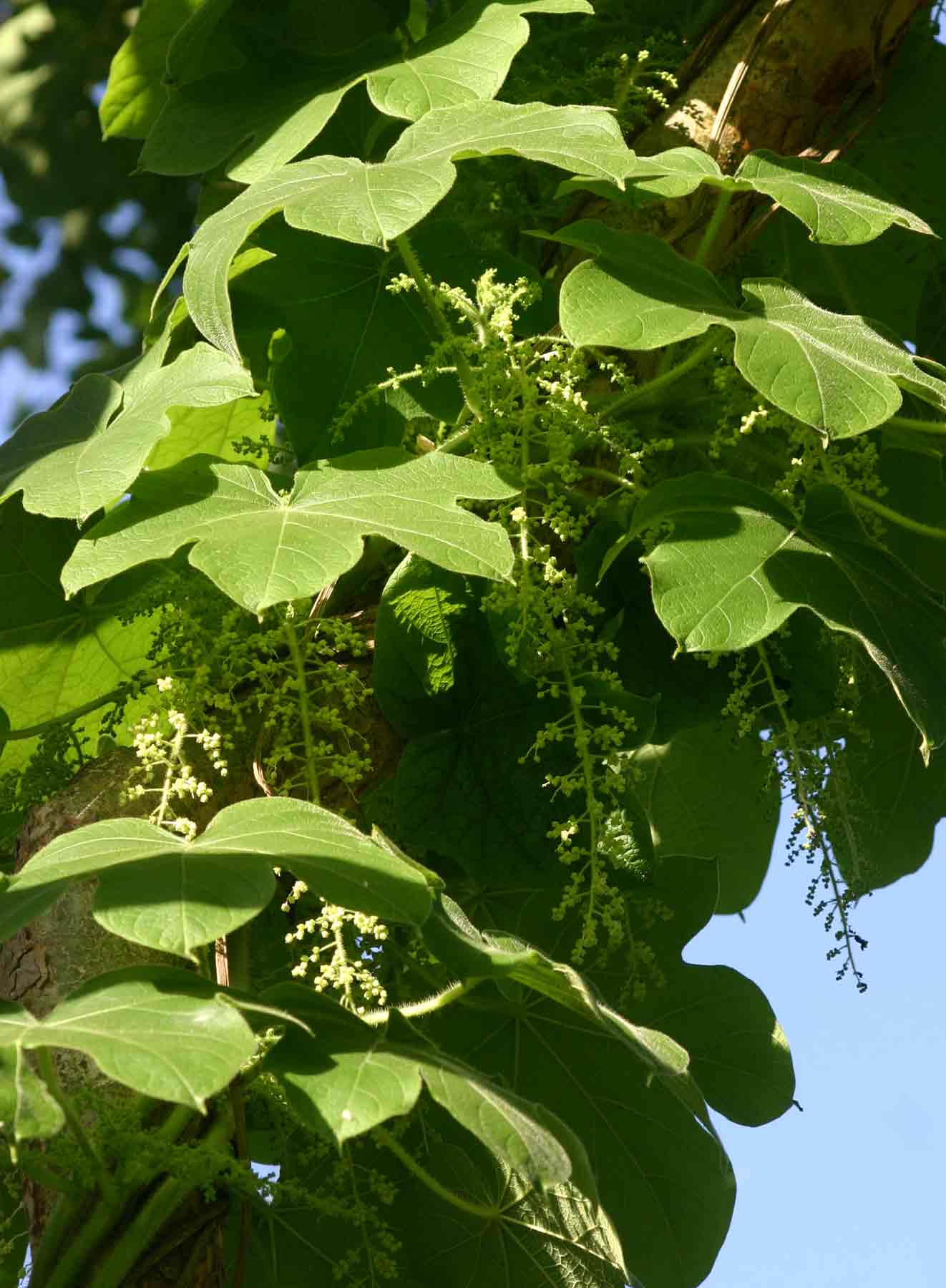 Jateorhiza palmata