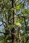 Jateorhiza palmata