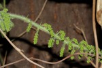 Jateorhiza palmata
