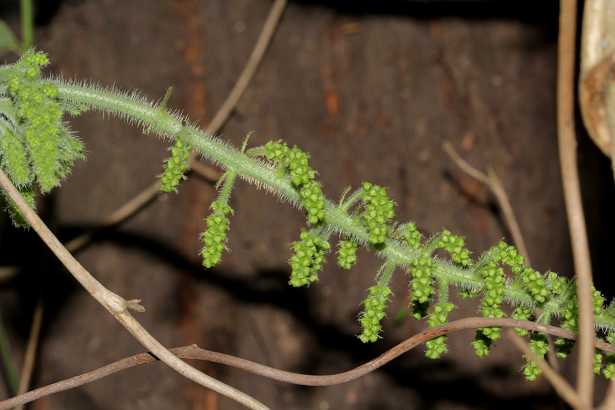Jateorhiza palmata