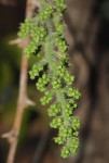 Jateorhiza palmata