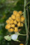Jateorhiza palmata