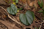 Tinospora caffra