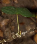 Tinospora caffra