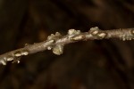 Tinospora caffra