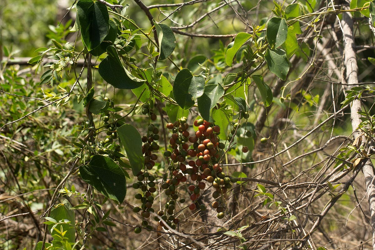 Tinospora caffra