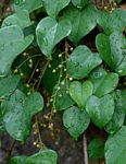 Tinospora caffra