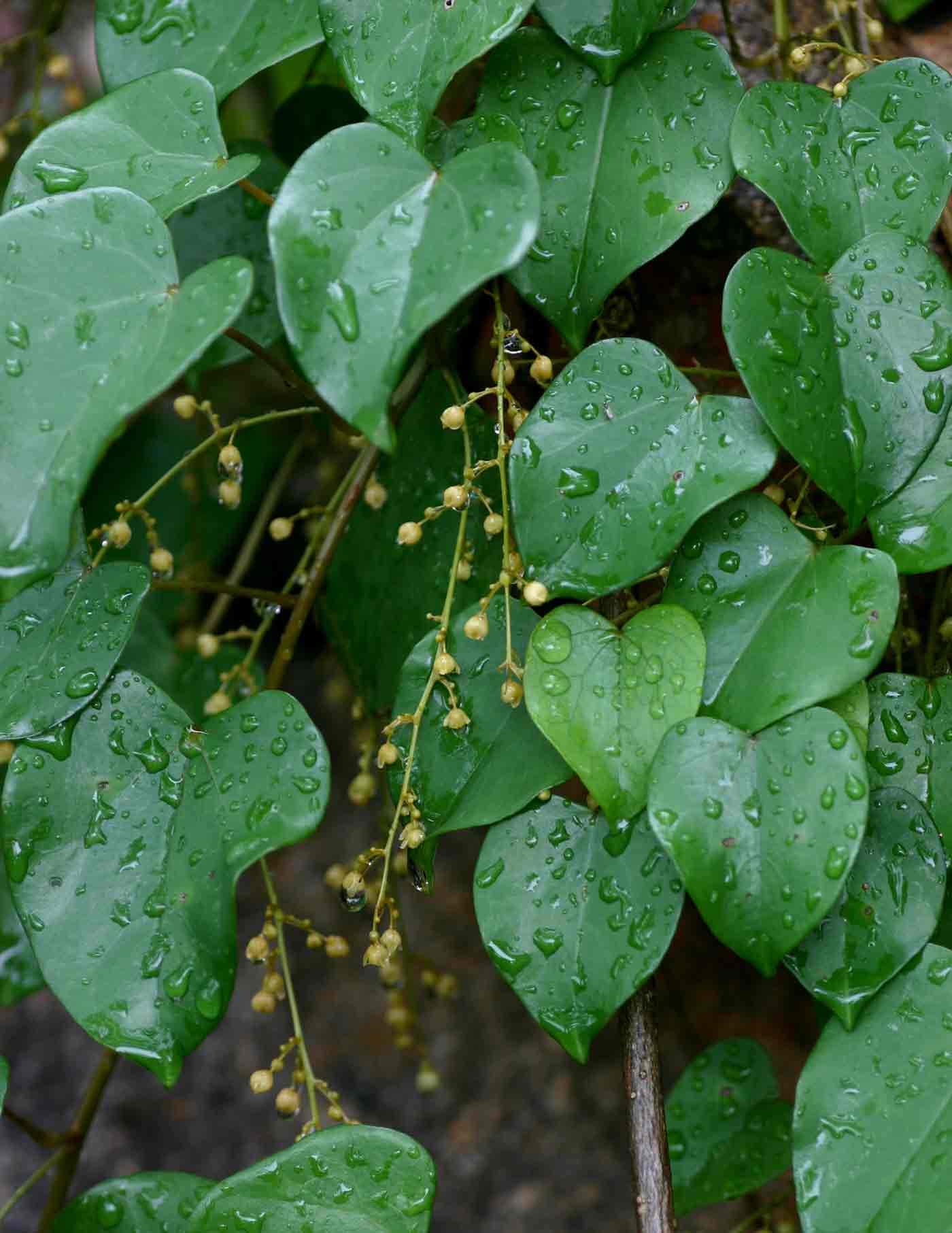 Tinospora caffra