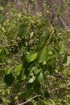 Tinospora caffra
