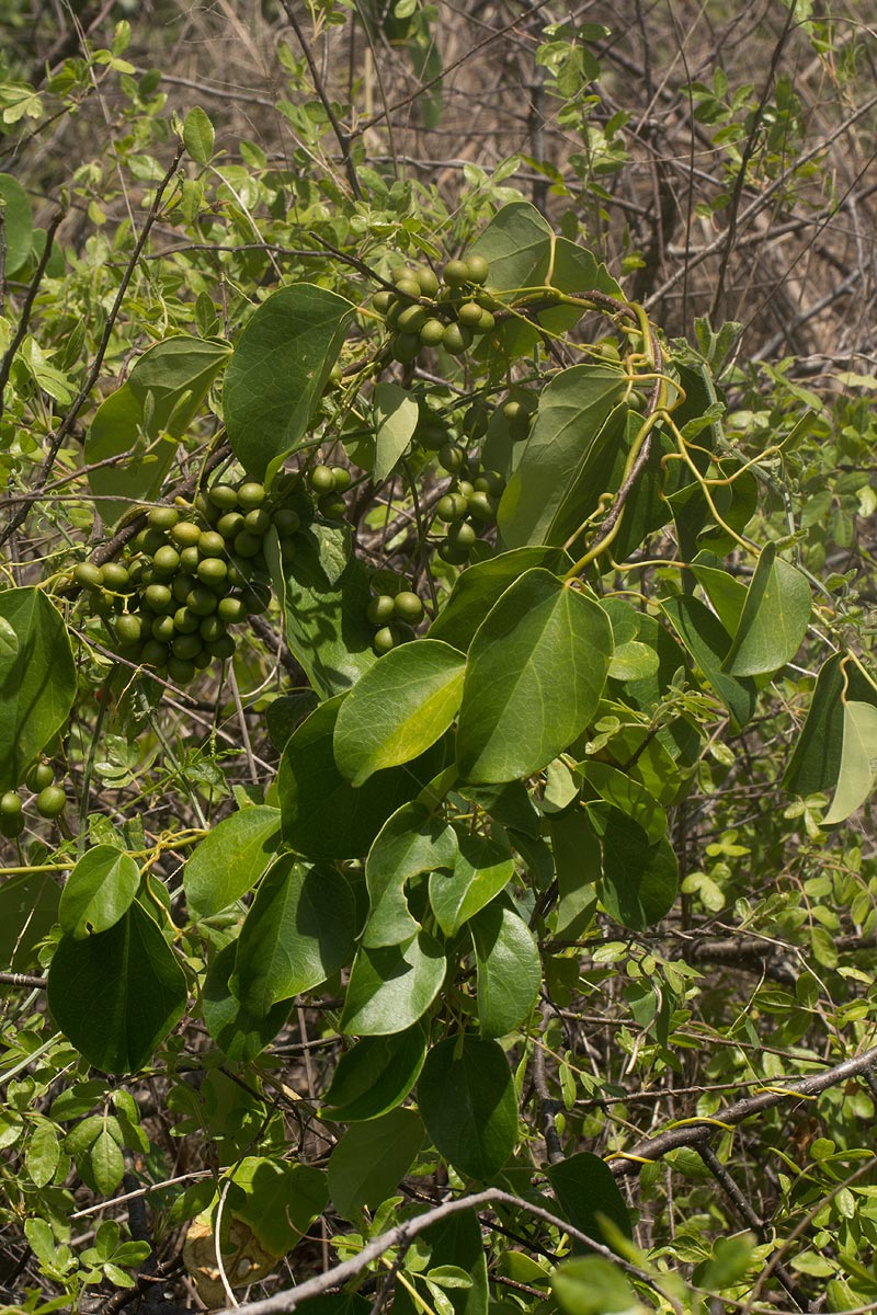 Tinospora caffra