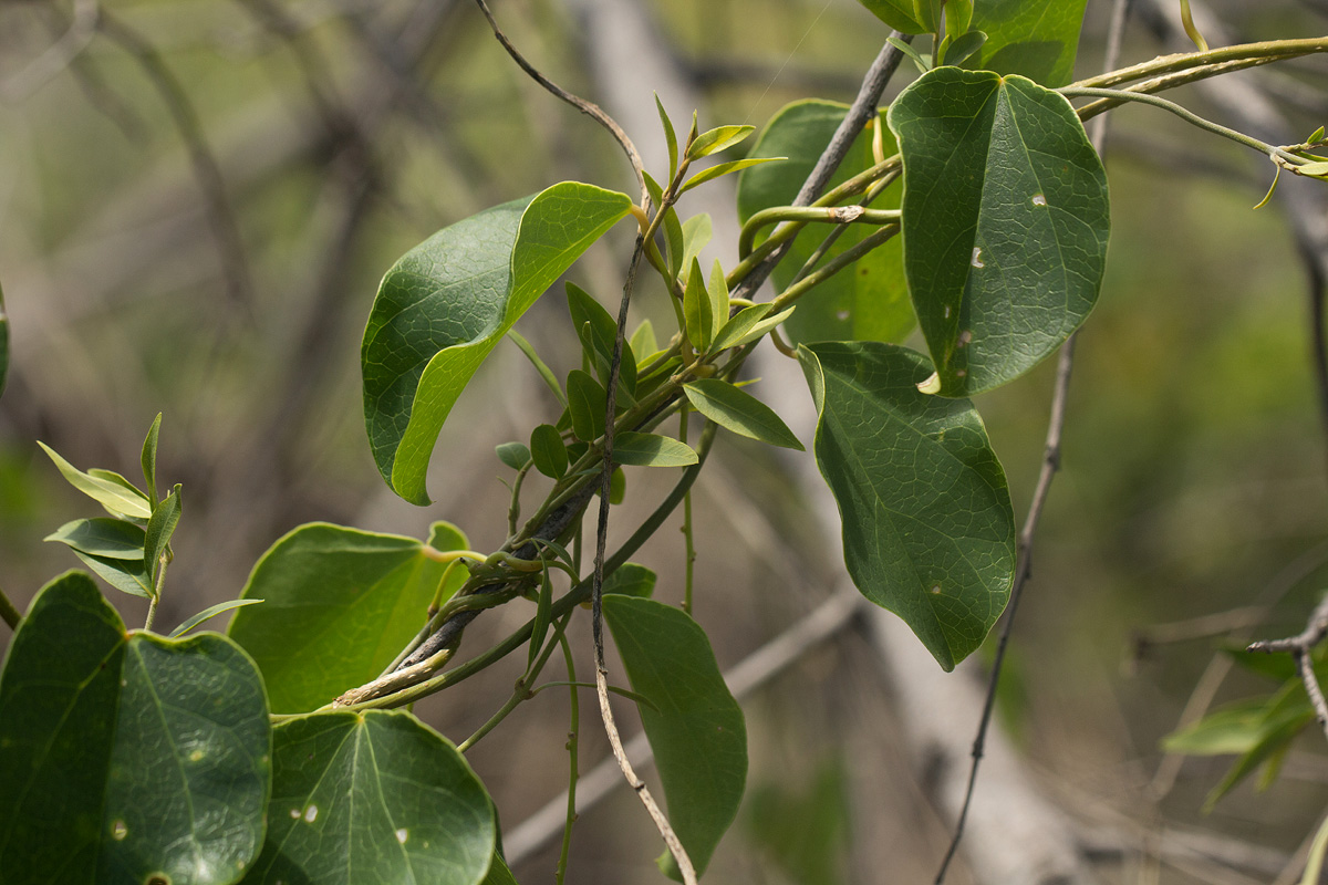 Tinospora caffra