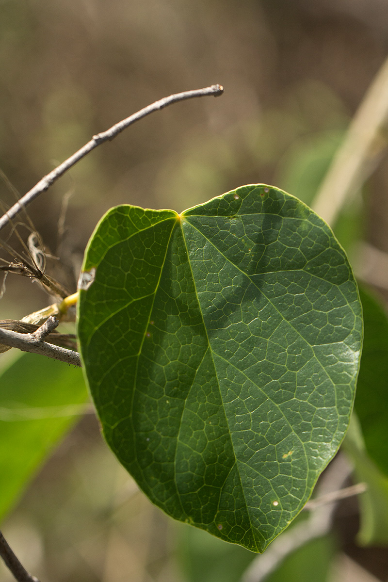 Tinospora caffra