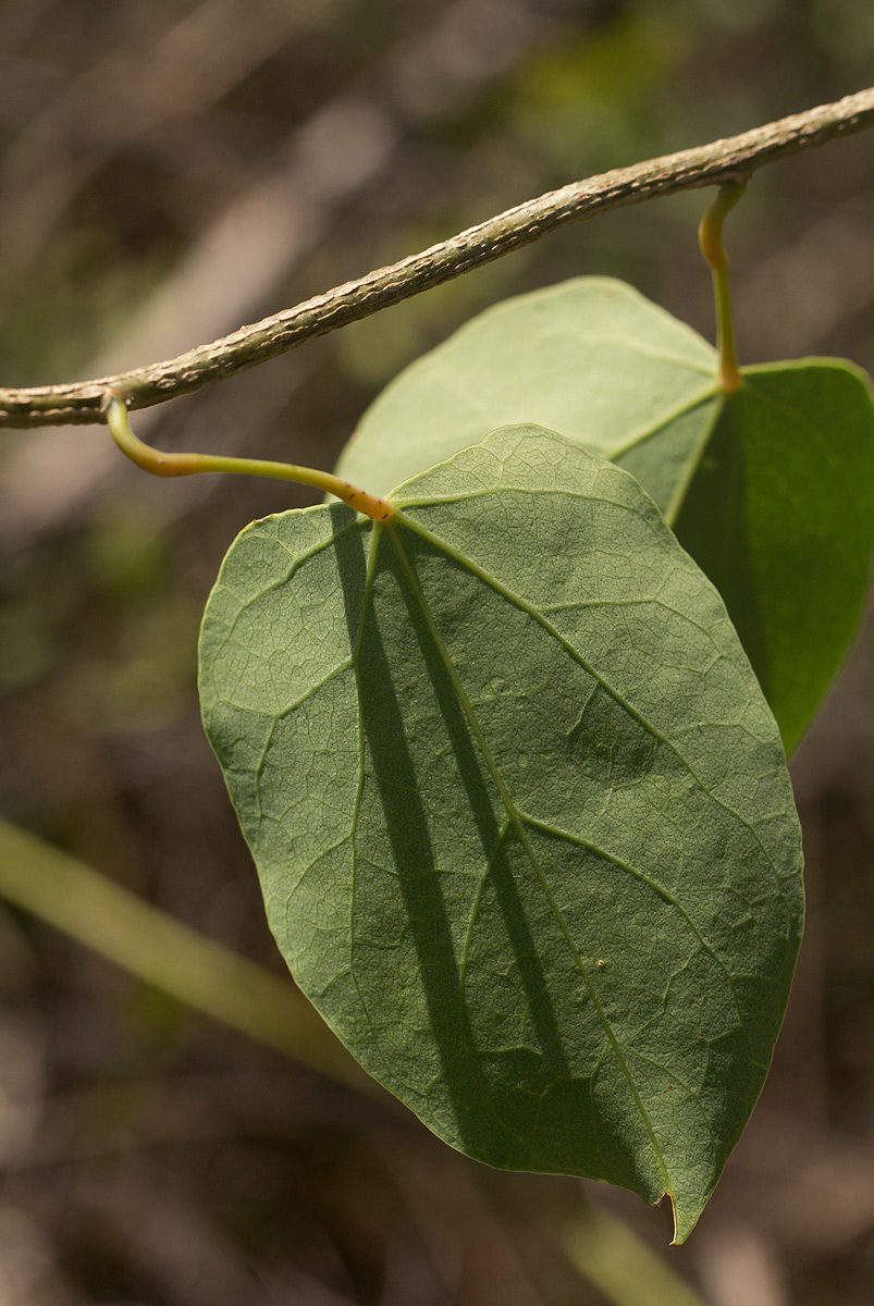 Tinospora caffra