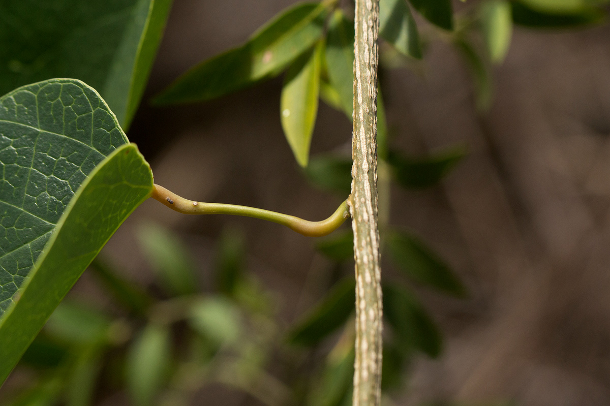 Tinospora caffra