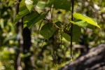 Tinospora caffra