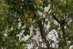 Tinospora caffra