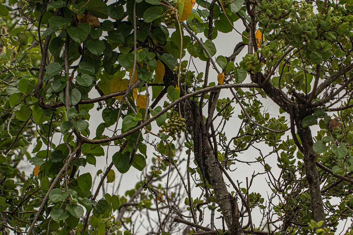 Tinospora caffra