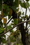 Tinospora caffra