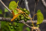 Tinospora caffra