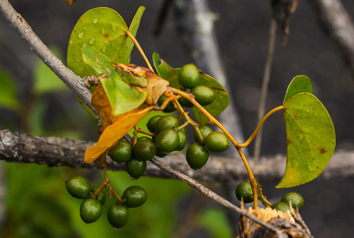 Tinospora caffra