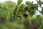 Tinospora caffra