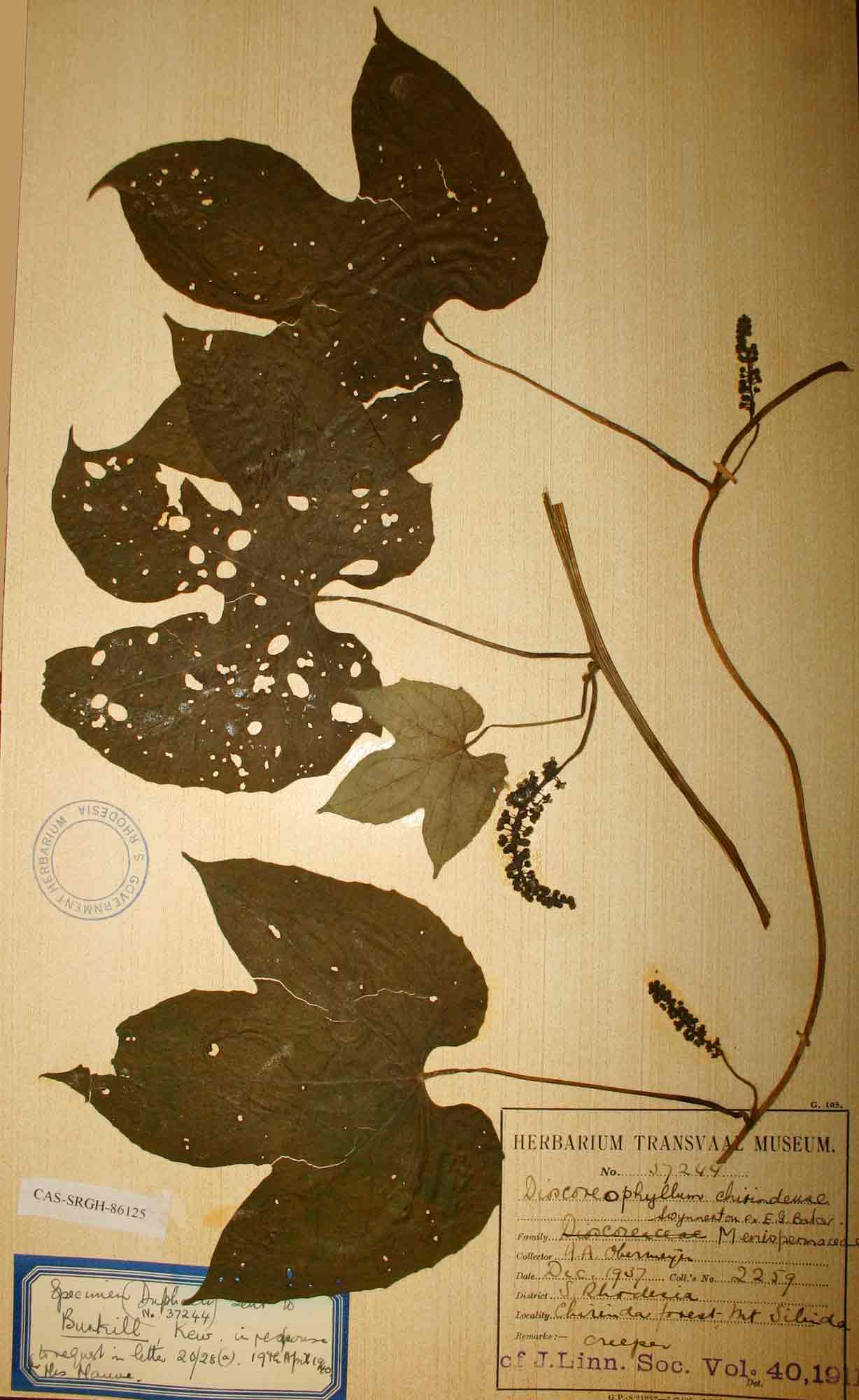 Dioscoreophyllum cumminsii var. leptotrichos