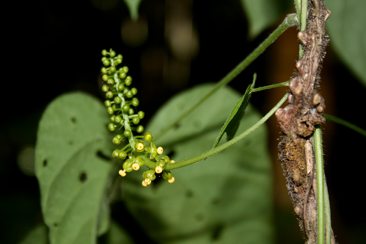 Dioscoreophyllum cumminsii var. leptotrichos