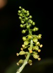 Dioscoreophyllum cumminsii var. leptotrichos