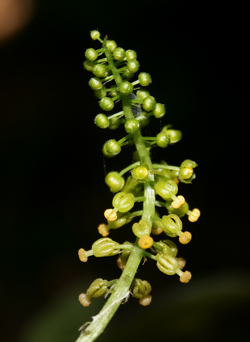 Dioscoreophyllum cumminsii var. leptotrichos