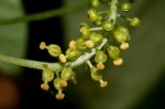 Dioscoreophyllum cumminsii var. leptotrichos