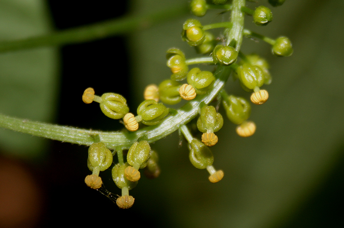 Dioscoreophyllum cumminsii var. leptotrichos