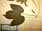 Dioscoreophyllum cumminsii var. leptotrichos
