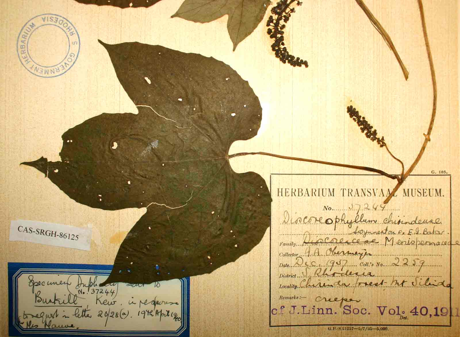 Dioscoreophyllum cumminsii var. leptotrichos
