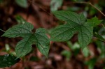 Dioscoreophyllum cumminsii var. leptotrichos