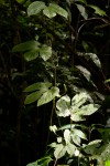 Dioscoreophyllum cumminsii var. leptotrichos