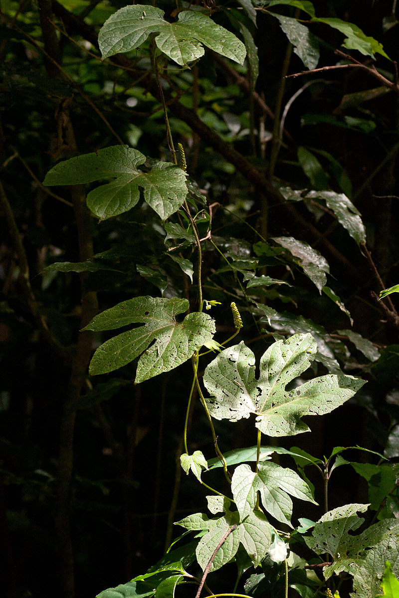 Dioscoreophyllum cumminsii var. leptotrichos