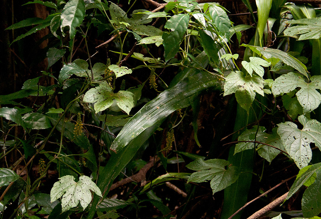 Dioscoreophyllum cumminsii var. leptotrichos
