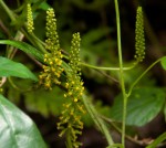 Dioscoreophyllum cumminsii var. leptotrichos