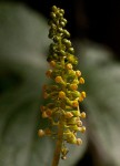 Dioscoreophyllum cumminsii var. leptotrichos