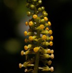 Dioscoreophyllum cumminsii var. leptotrichos