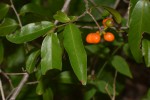 Uvaria gracilipes