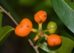 Uvaria gracilipes