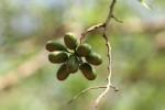 Cleistochlamys kirkii