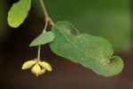 Friesodielsia obovata