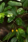 Monanthotaxis buchananii