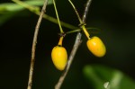 Monanthotaxis buchananii