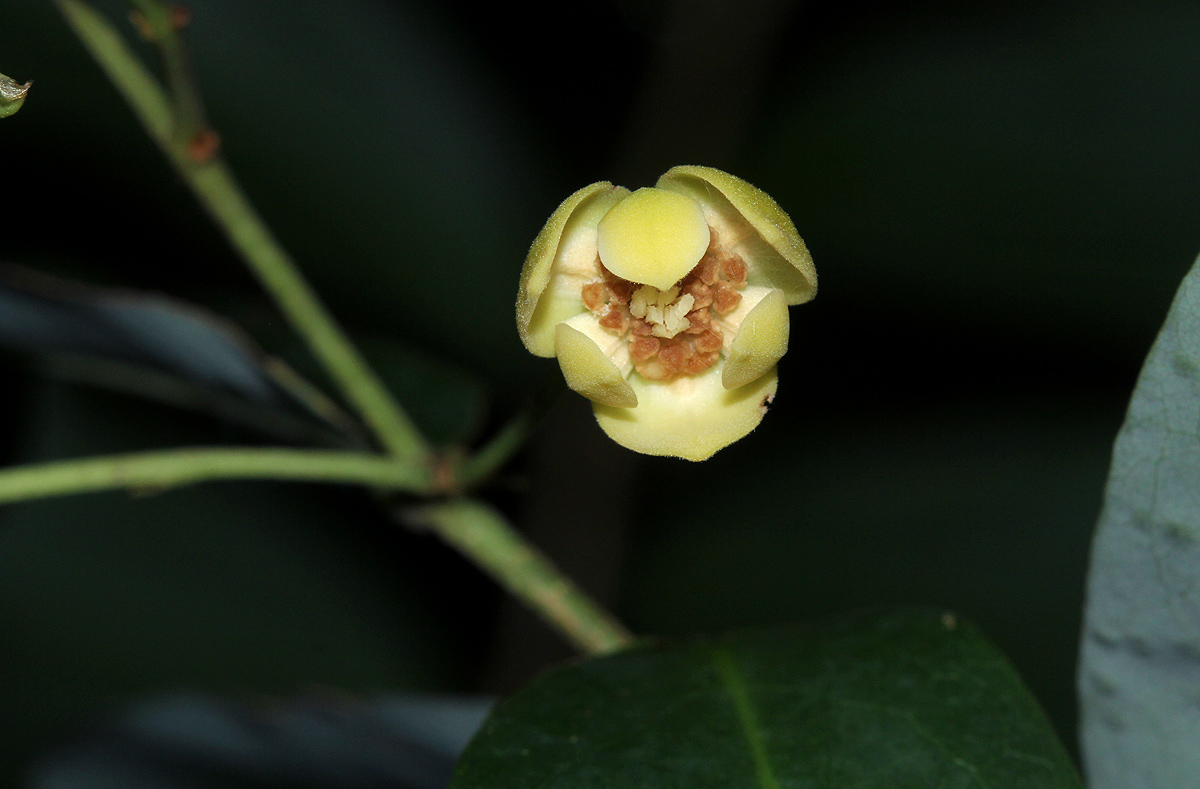Monanthotaxis buchananii